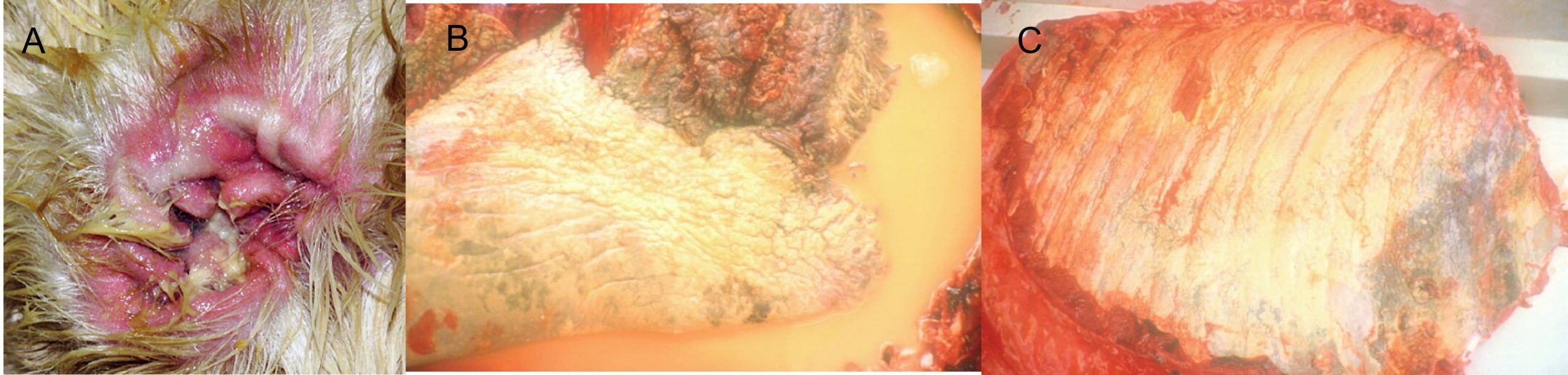 Pseudomonas aeruginosa infections in dogs. A:Chronic otitis externa with severe inflammation of the external ear canal in a dog; B and C: Purulent pleuropneumonia caused by Pseudomonas aeruginosa in an immune-suppressed dog.