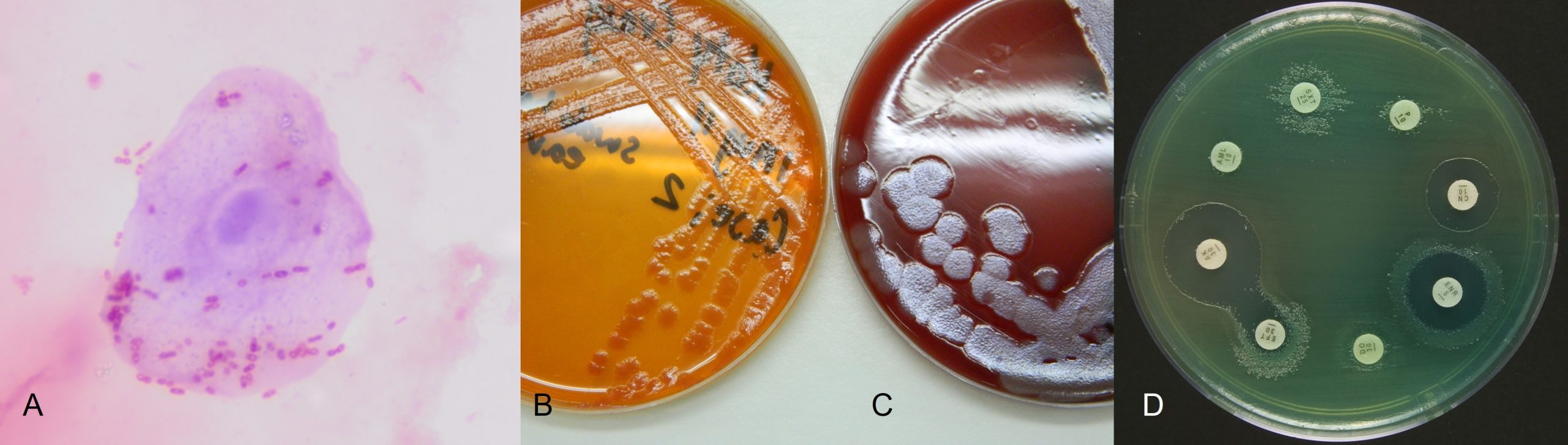 Pseudomonas aeruginosa characteristics. A: Gram's stain of an ear exudate showing typical Gram negative rods; B: Growth of P. aeruginosa on MacConkey agar showing non-lactose fermenting colonies; C: Growth of P. aeruginosa on blood agar showing the typical gun metal sheen; D: A disk diffusion antibiotic susceptibility test showing the green pyoverdin pigment of P. aeruinosa and its poor susceptibility to commonly used antibiotics