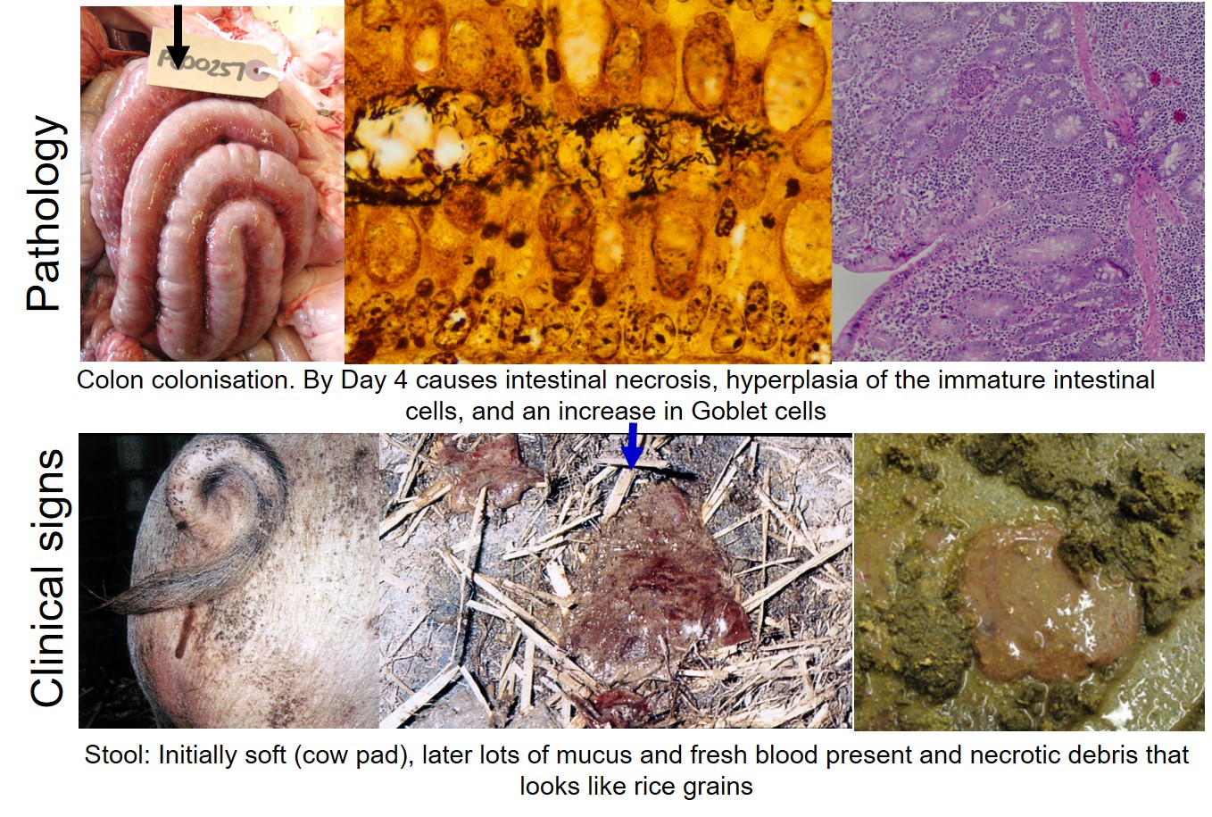 Pathogenesis of swine dysentery showing the correlation of the pathology with clinical signs