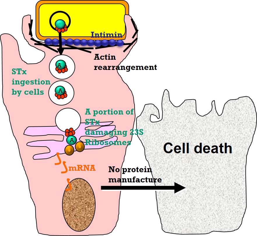 Diagram representing the pathogenesis of STx toxins that are typical A-B toxins, with the A toxin being toxic and the B portion being used as a porin.