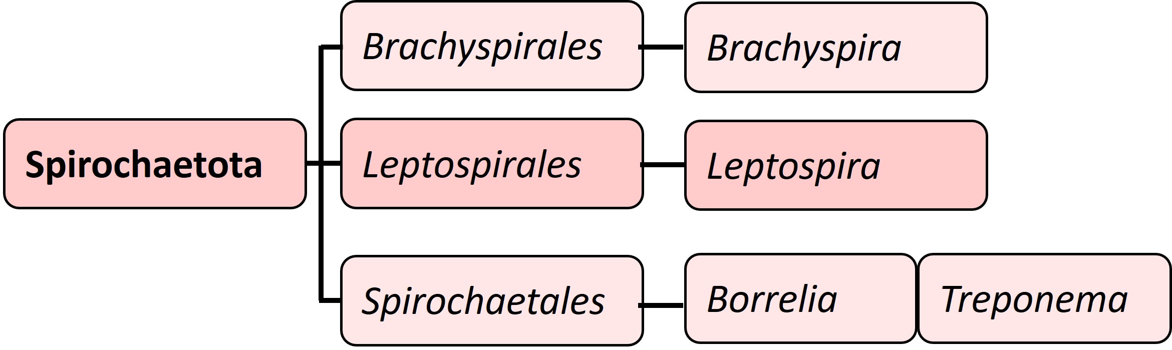 Phylogenetic relationships of the spirochaetes. The most important spirochaete to learn and an important disease to learn is leptospirosis