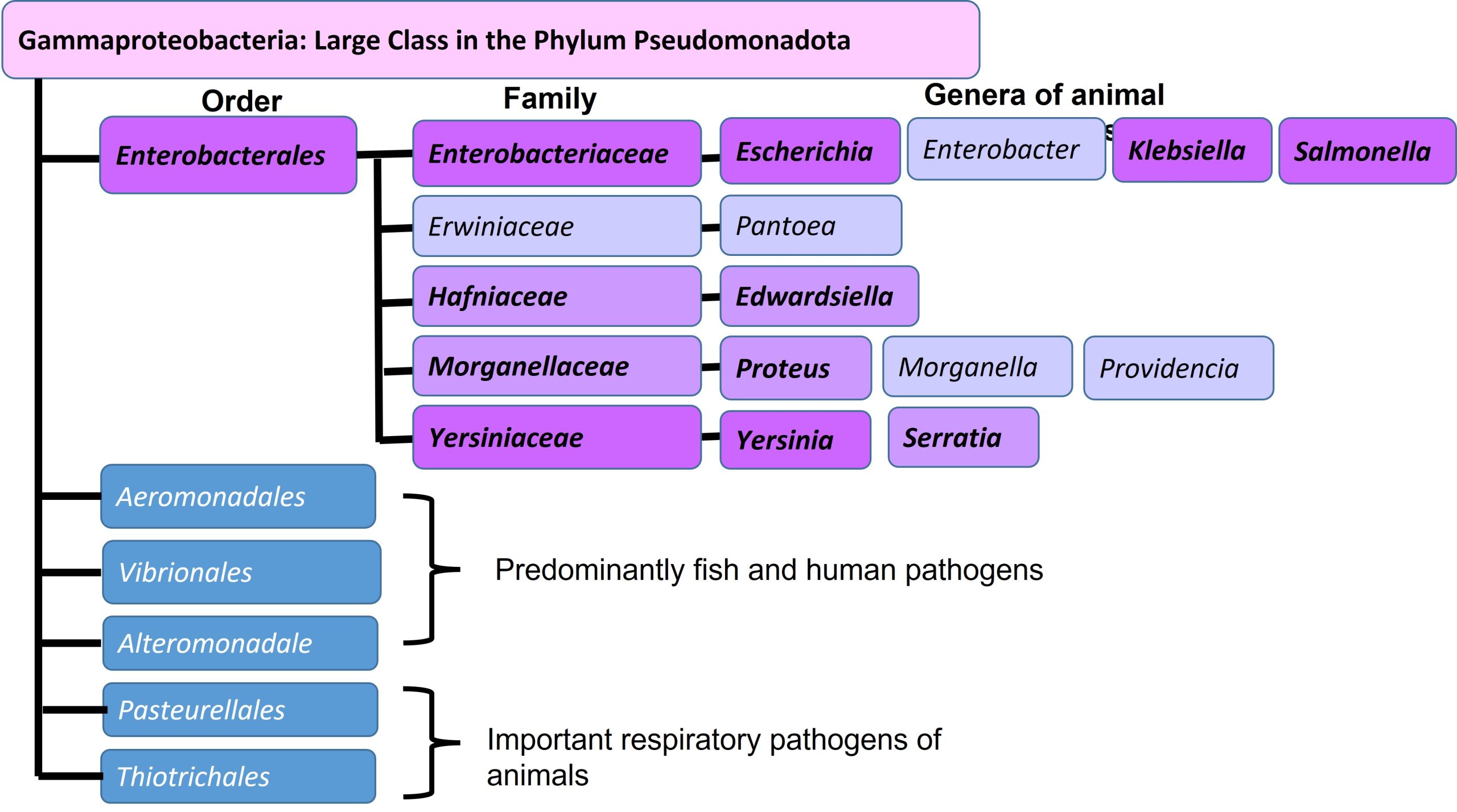 Phylogenic tree of the Gammaproteobacteria and class Enterobacteriales
