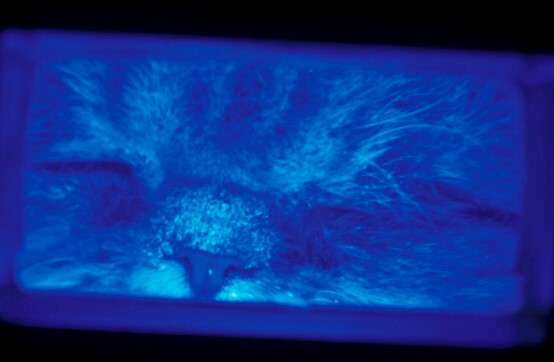 Microsporum canis showing a fluorescence under U-V light (Wood's lamp). Note this method is not successful for Trichophyton species and some Microsporum species.
