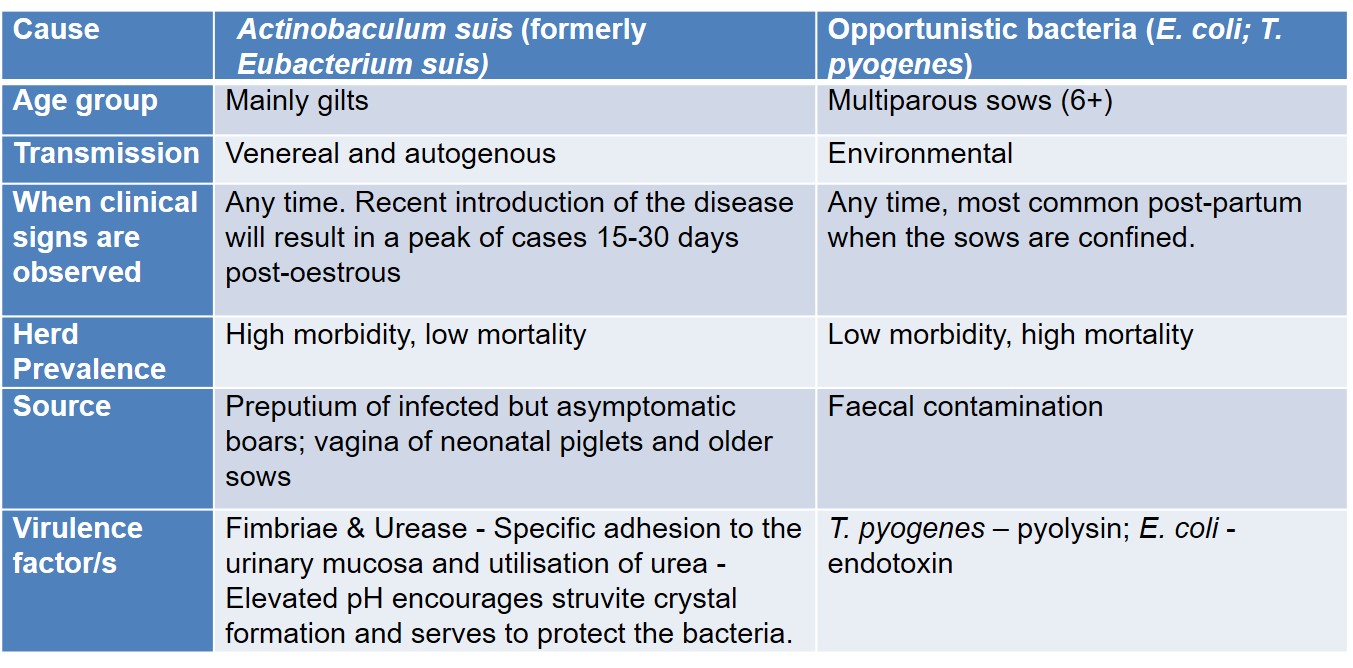 Comparing the epidemiology and pathogenesis of the agents of infectious urinary tract infections in sows