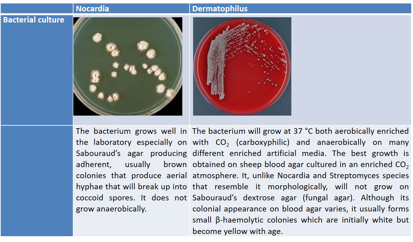 Cultural characteristics of Nocardia and Dermatophilus