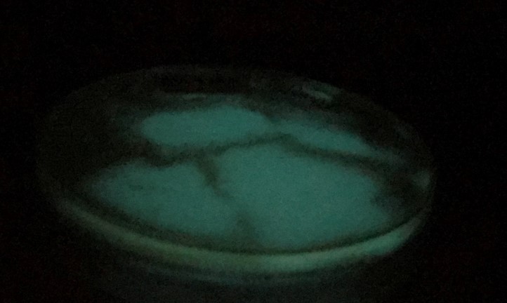 Vibrio species growing on a nutrient agar showing bioluminesence