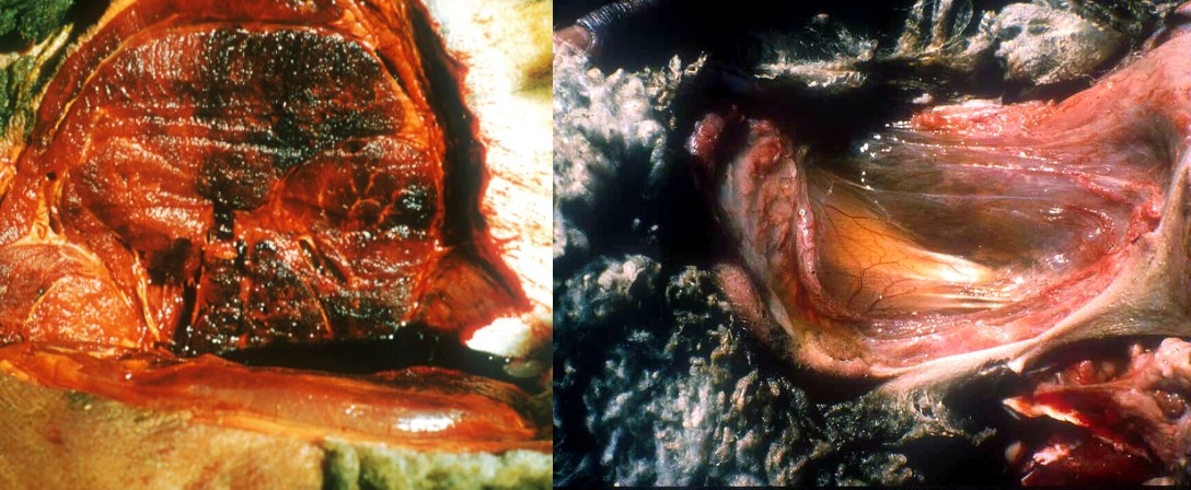 Gangrenous myositis of the muscles and subcutaneous tissue in a sheep. This is often caused by Clostridium septicum.