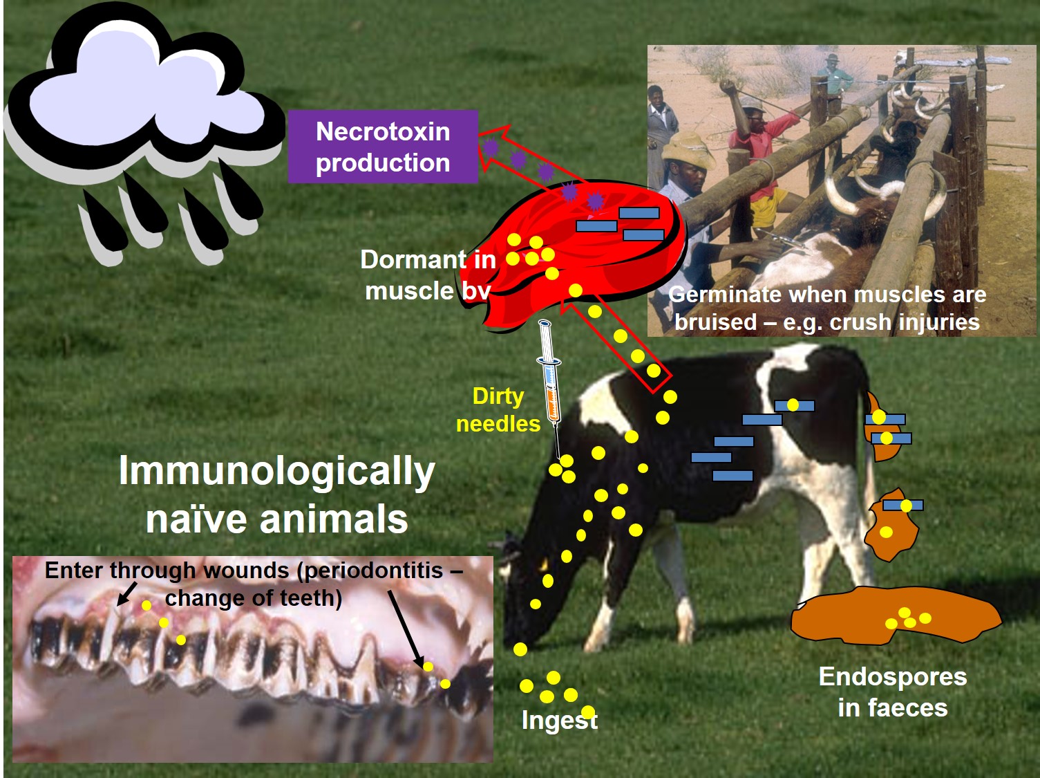 Pathogenesis of blackquarter (blackleg) in cattle