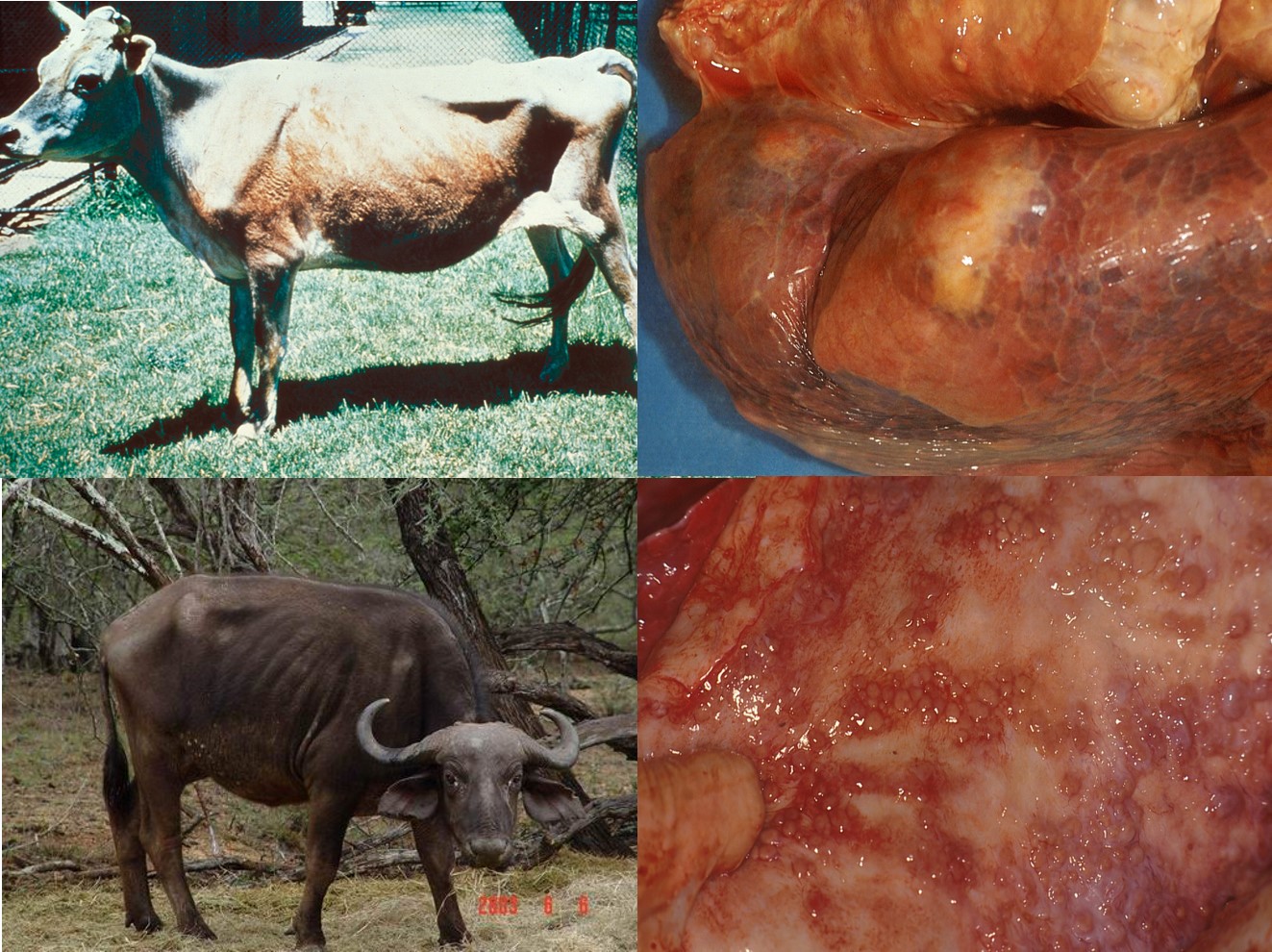 Bovine tuberculosis in a thin Jersey cow on the left top corner; a thin African buffalo in the bottom left picture. The top right picture shows granulomas within the lung and mediastinal lymph nodes and the bottom right picture shows the so called tuberculous pearls present on the pleura.
