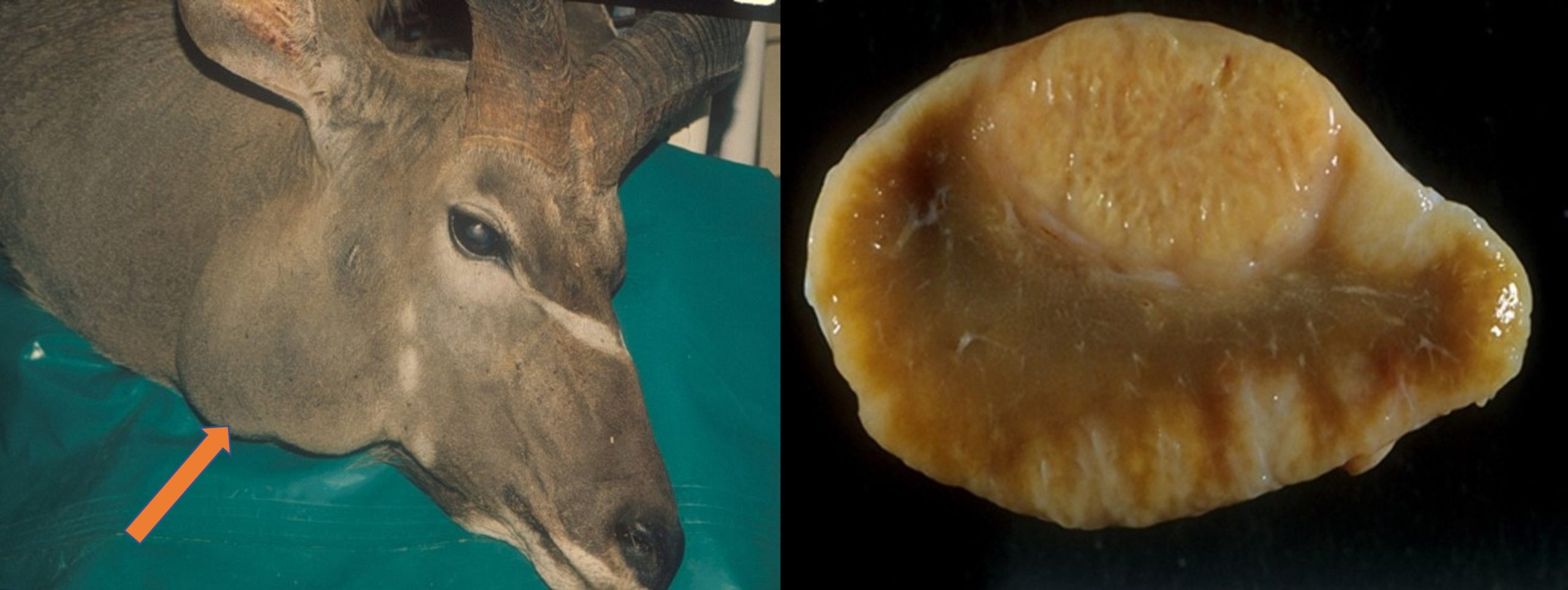 Superficial and regional lymph node enlargement in a kudu (African antelope) on the left (orange arrow) and a cut section of a affected lymph node on the right. showing the presence of granulomas and oedema.