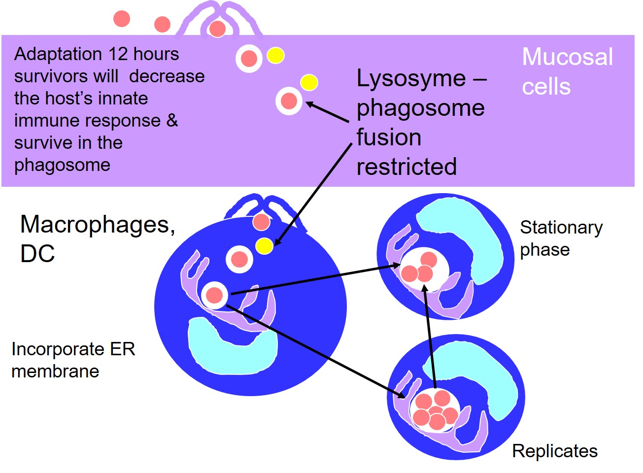 Intracellular lifestyle of brucellae