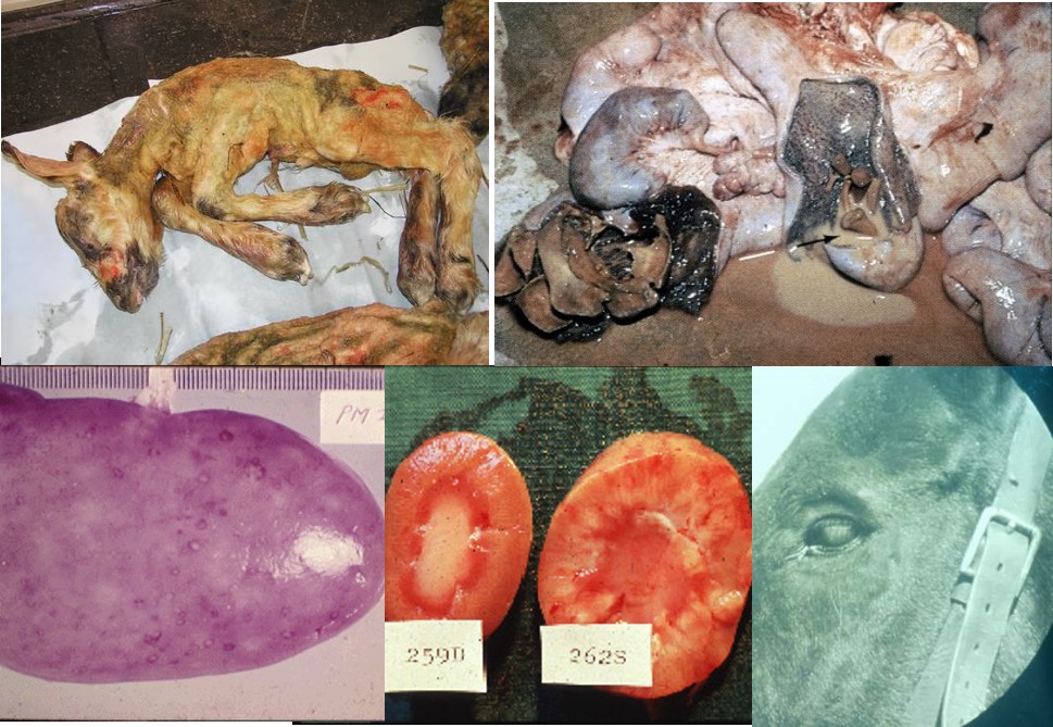 From the upper left: Abortion in a goat: placentitis with foetal maceration in a cow; Chronic interstitial nephritis in a dog x2, and equine recurrent uveitis (ERU) in a horse. All manifestations of chronic leptospirosis.