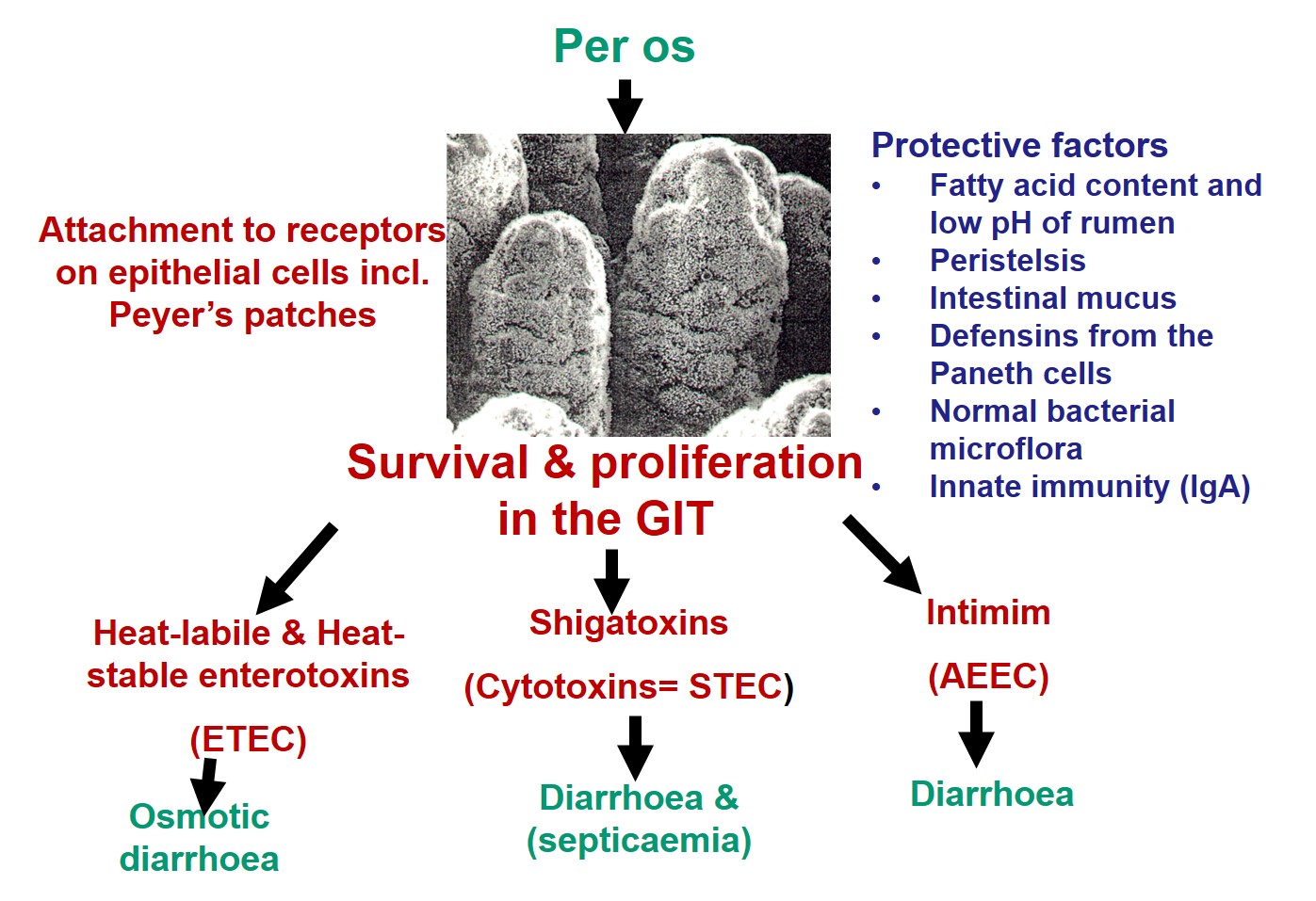Diagram illustrating the predisposing factors and pathogenesis of E. coli infections in neonatal animals
