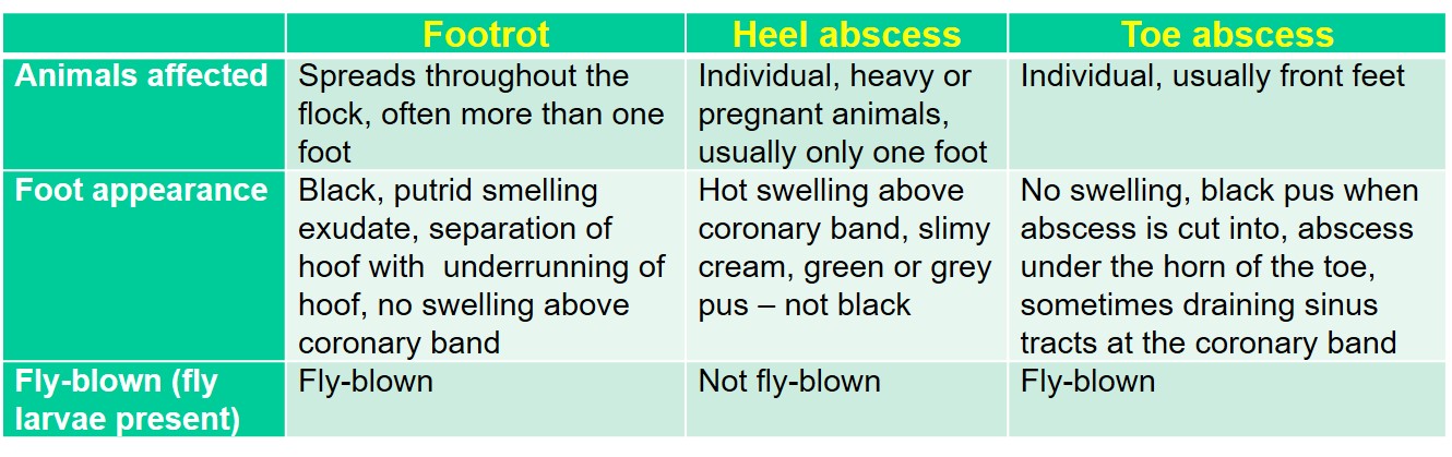 Table comparing 3 important foot diseases of sheep