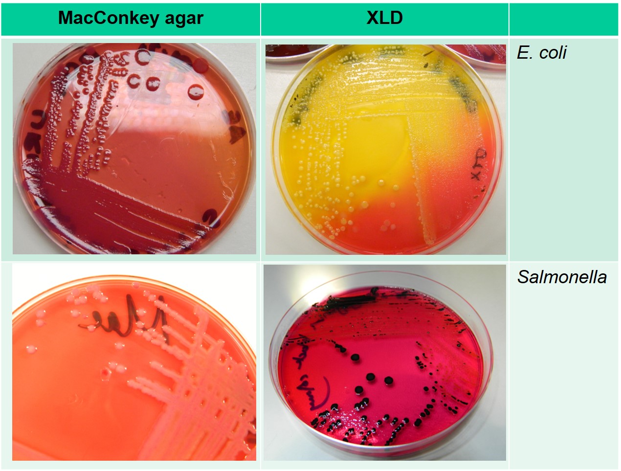 Comparing the growth of Escherichia coli and Salmonella enterica on selective agars