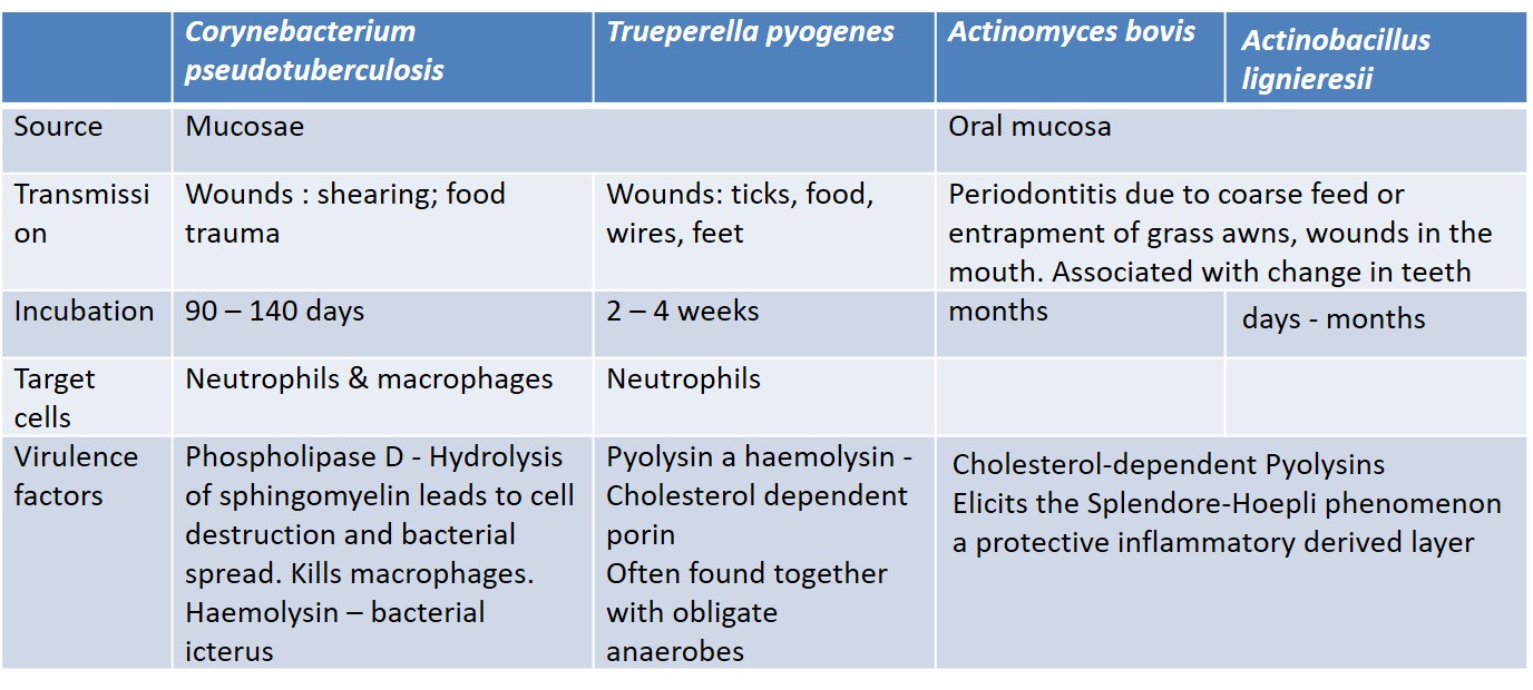 Comparing transmission and pathogenesis of abscess causing agents in livestock
