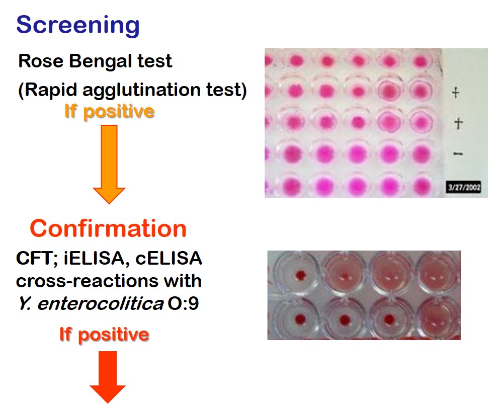 Serology for brucellae. Note that there is a high level of cross reactive antibodies for all the brucellae. This is especially so for the smooth strains.