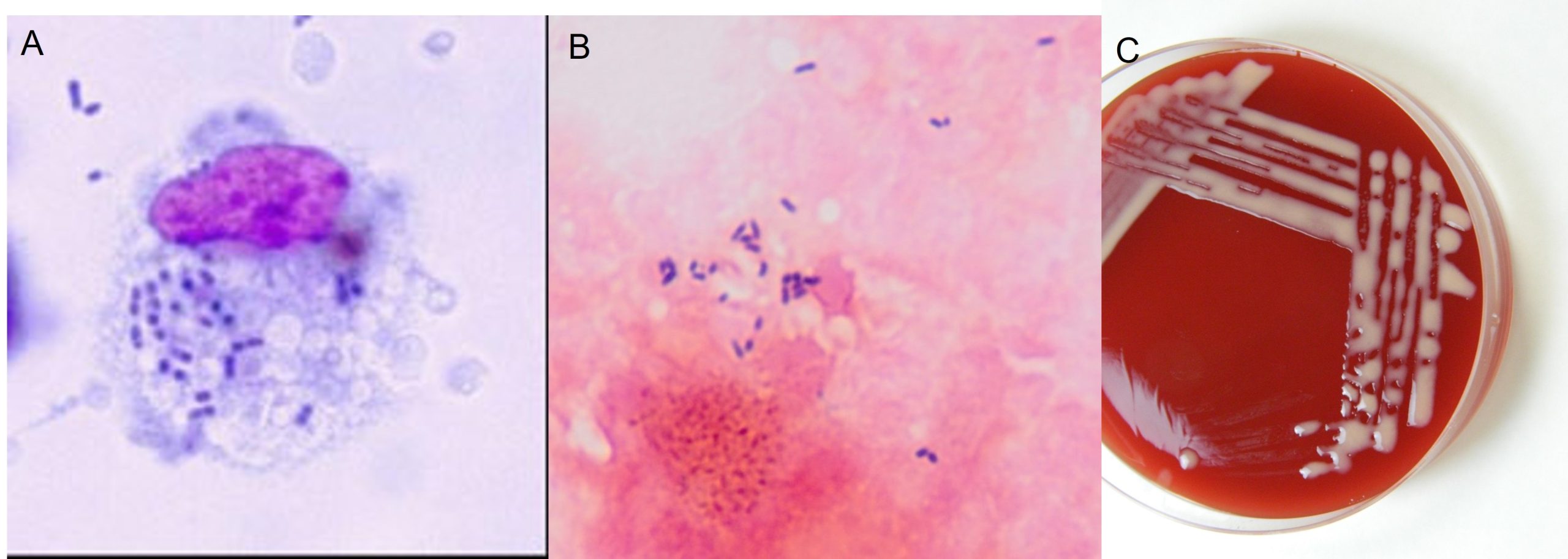Cytology and agar growth of Prescotella equi