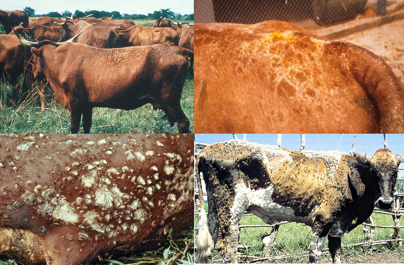 Dermatophilosis in cattle showing both localised and generalised skin lesions