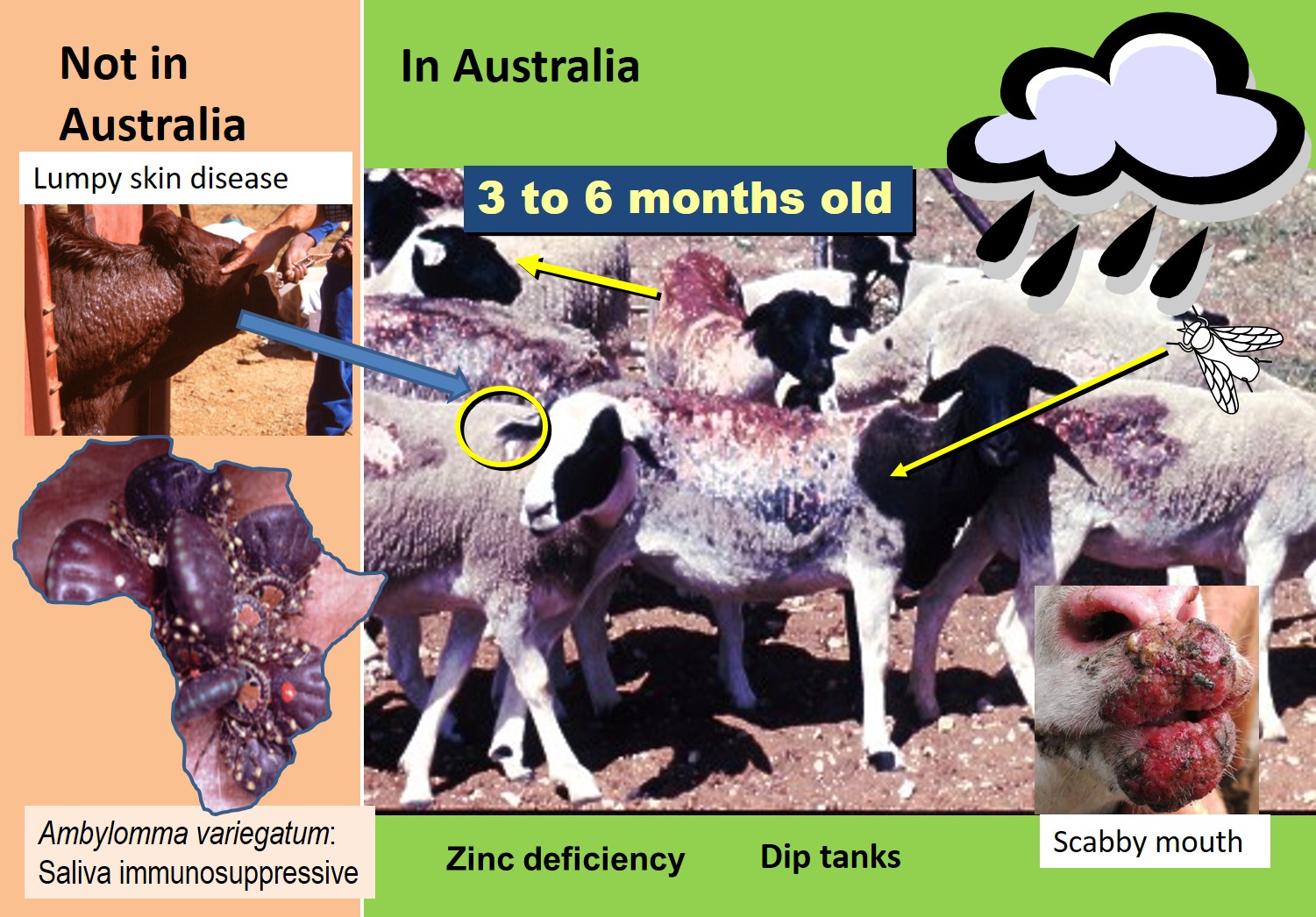 Epidemiology of dermatophilosis in livestock