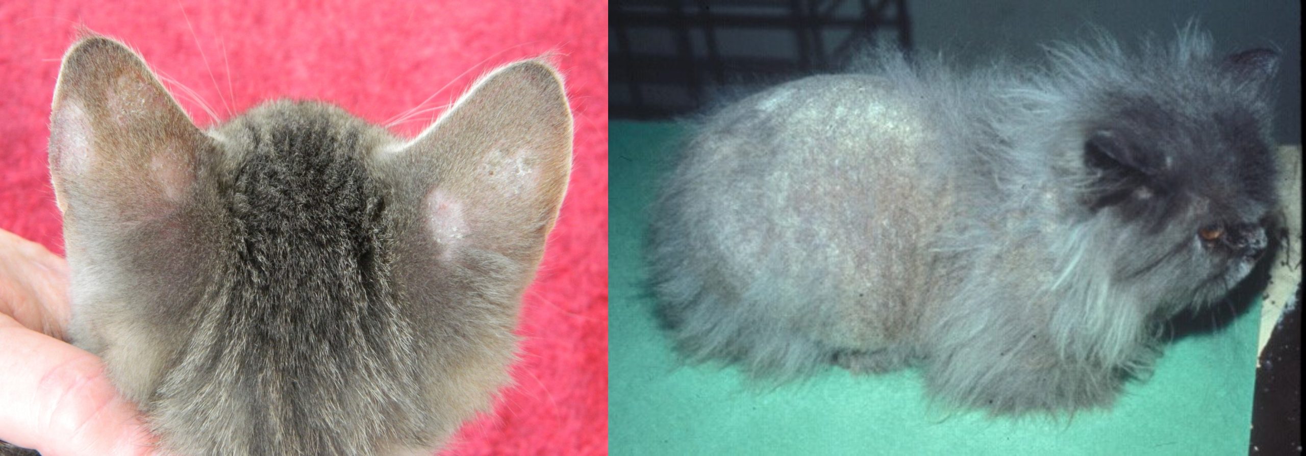 Dermatophytosis in cats usually caused by Microsporum canis. Typical ring-like lesions in the left picture. Extensive dermatophytosis in the Persian cat in teh right picture. Persian cats are highly susceptible to dermatophytosis