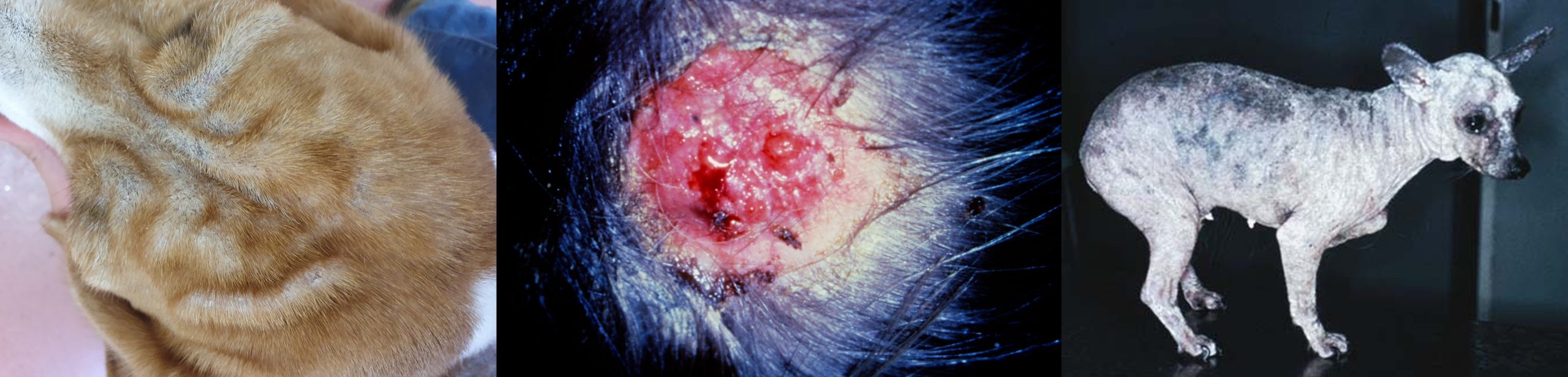 Dermatophytosis in dogs. The mild head alopecia in teh left picture and the generalised dermatophytosis in the right picture is caused by Microsporum canis. The severe inflammatory lesion in the middle picture was caused by the geophilic fungus Nannizia gypsea