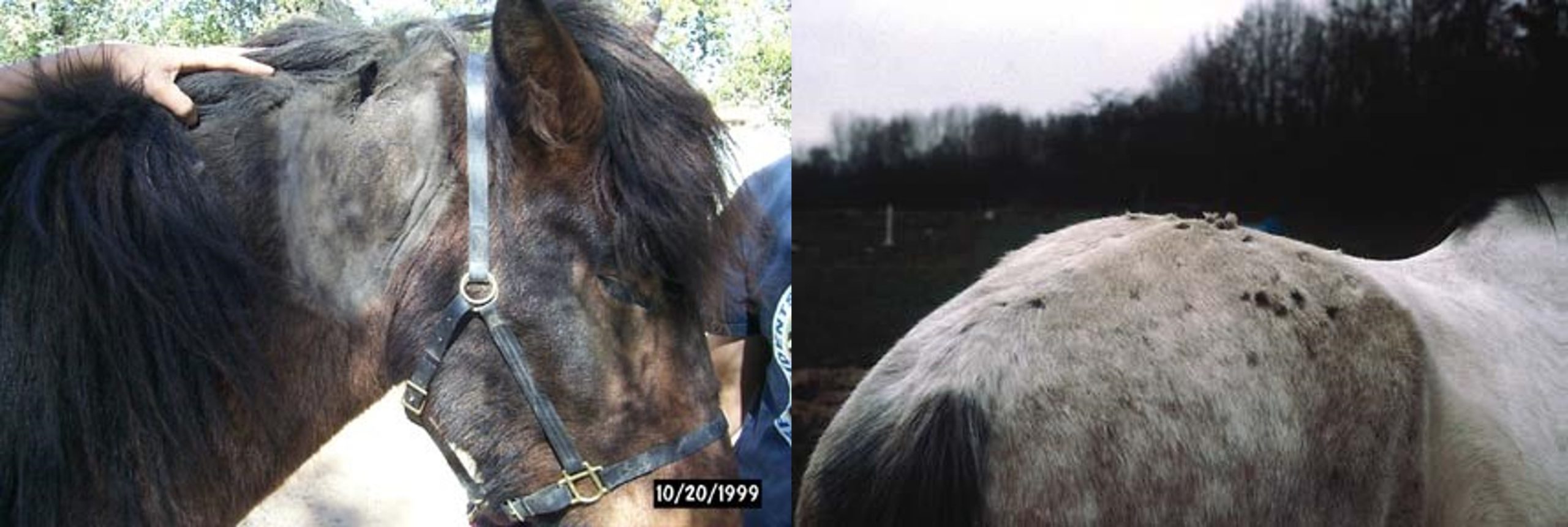 Dermatophytosis in horses caused by Trichophyton equinum. Lesions tend to be mild. THe left picture shows alopecia of the left neck and the right picture crusts over the surface of the rump.