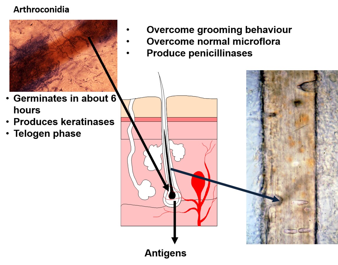 The picture shows how arthroconidia (conidia produced by segmentation) are chemoattracted to hair follicles, germinate and invade the skin and hair by the production of keratinases.