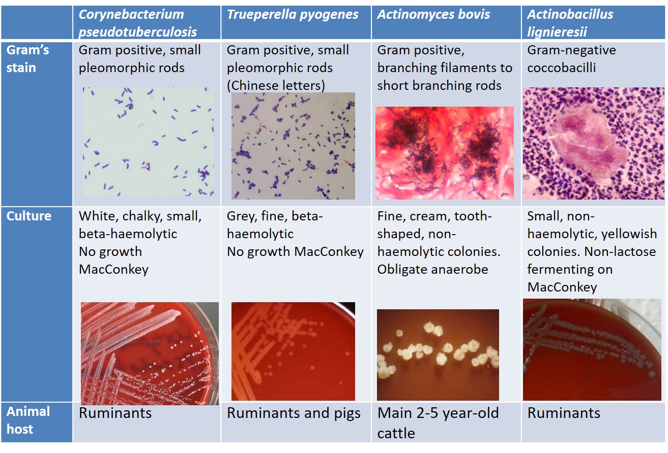 Cytological and culture identification of common bacteria causing abscessation in livestock