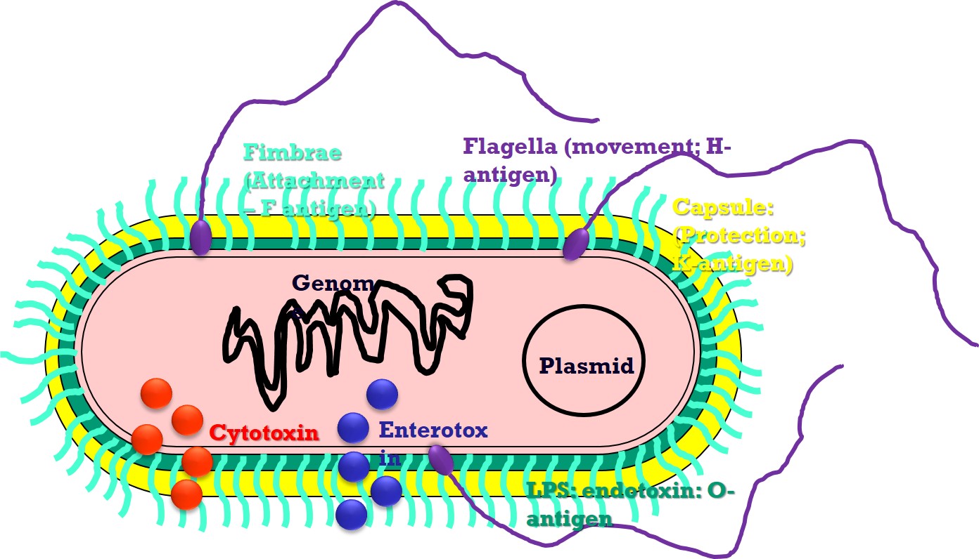 Diagram showing the morphological and antigenic structures of a typical member of the Enterobacteriales.
