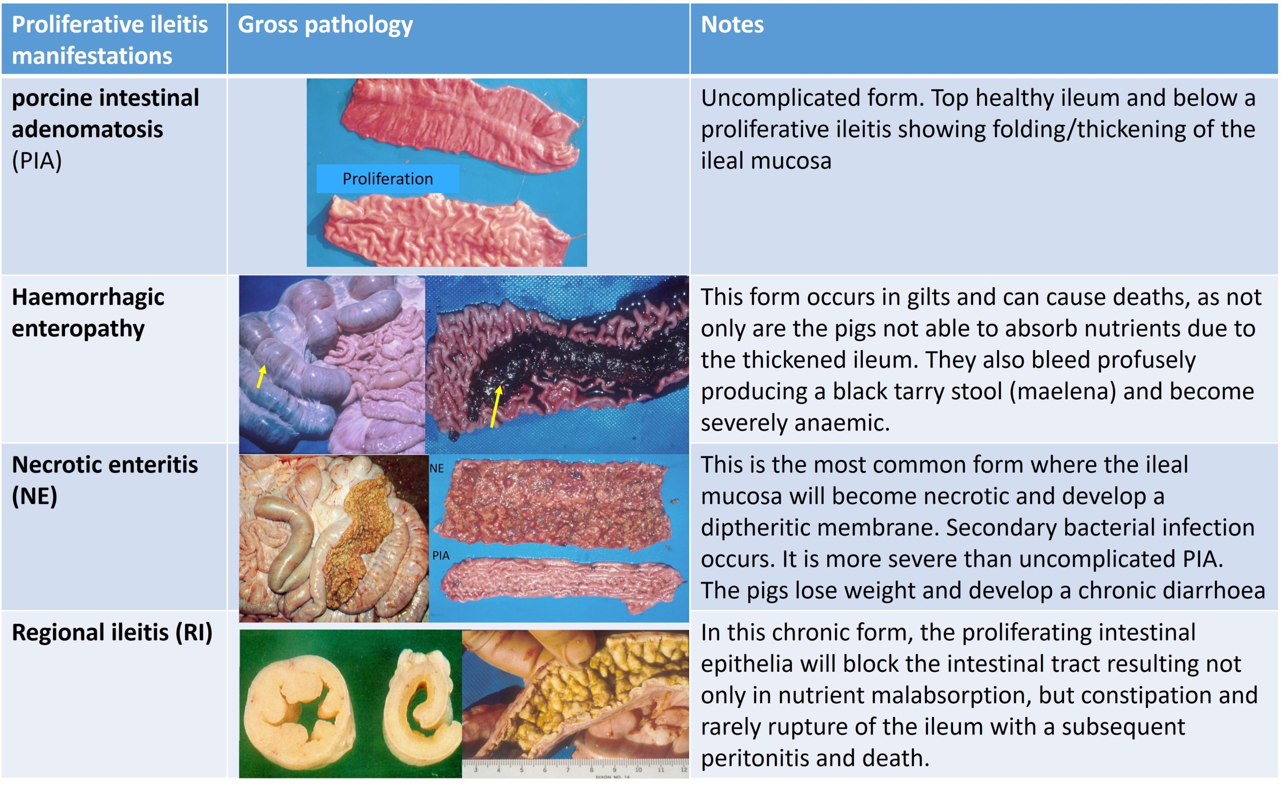 Table showing the different disease manifestations of the proliferative ileitis complex.