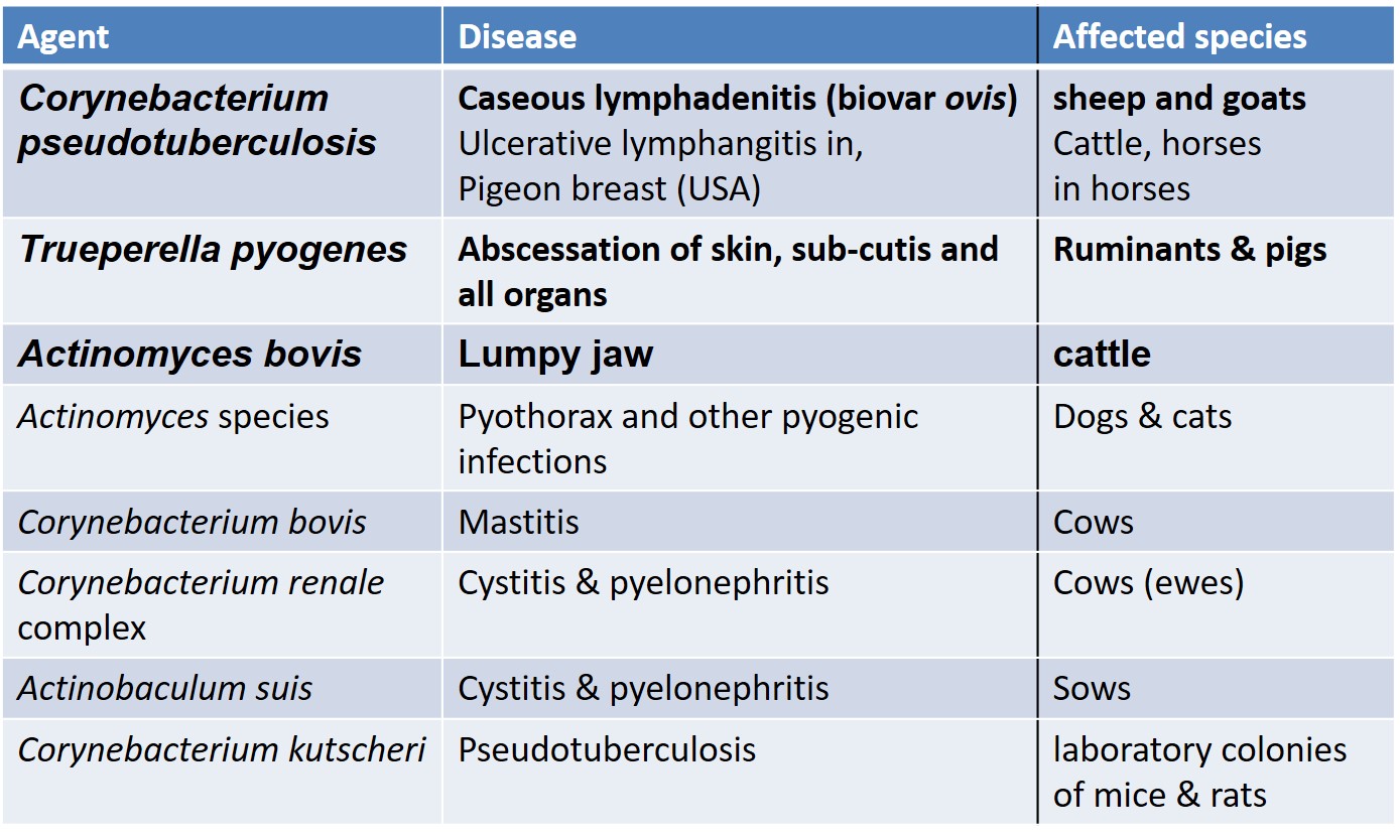 Diseases in animals caused by coryneforms