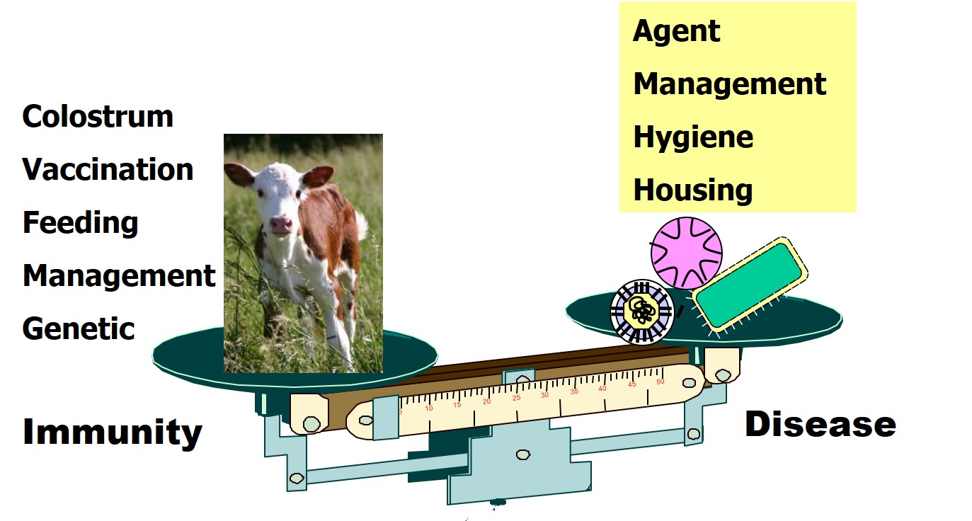 A number of factors determine whether an animal will succumb to disease caused by the Enterobacteriales. It is a balancing act between those factors that promote disease to those that prevent disease. An understanding of these factors will assist in disease treatment and prevention.