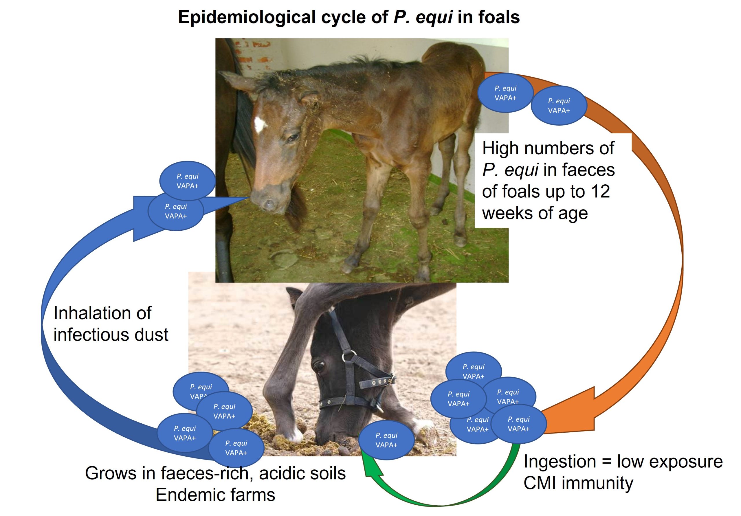 Epidemiological cycle of P. equi infections (rattles) in foals