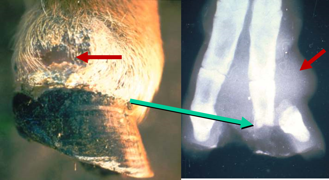 Foot abscess in sheep. Note that there is no under-running of the hoof. An abscess can develop in the dorsal foot pouch (red arrows). In this case there was dislocation of the pedal (P3) bone (green arrow).