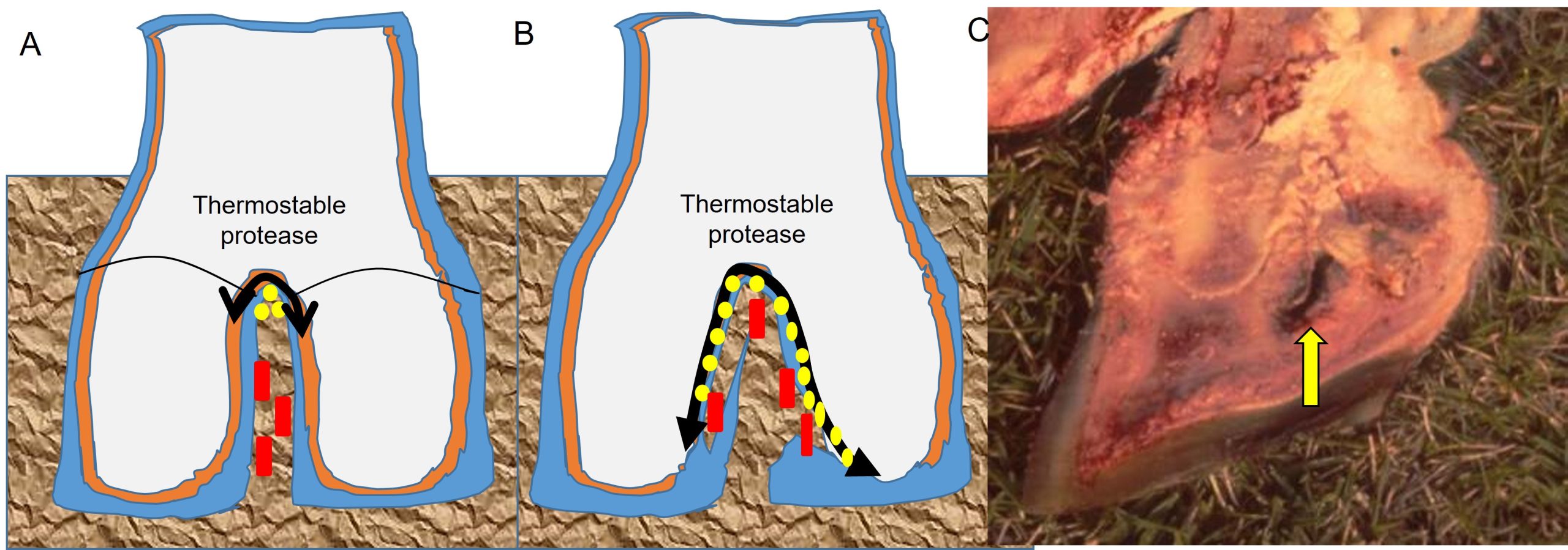 Pathogenesis of footrot. A: early lesions caused by bacterial growth withthe production of proteases that stimulate inflammation and cause necrosis of the hoof lamellae. B: extention of the necrosis along the hoof lamellae resulting in "slipper foot" or peeling of the hooves. C: Cross section through a hoof showing the effect of the thermostable protease on the hoof lamellae.