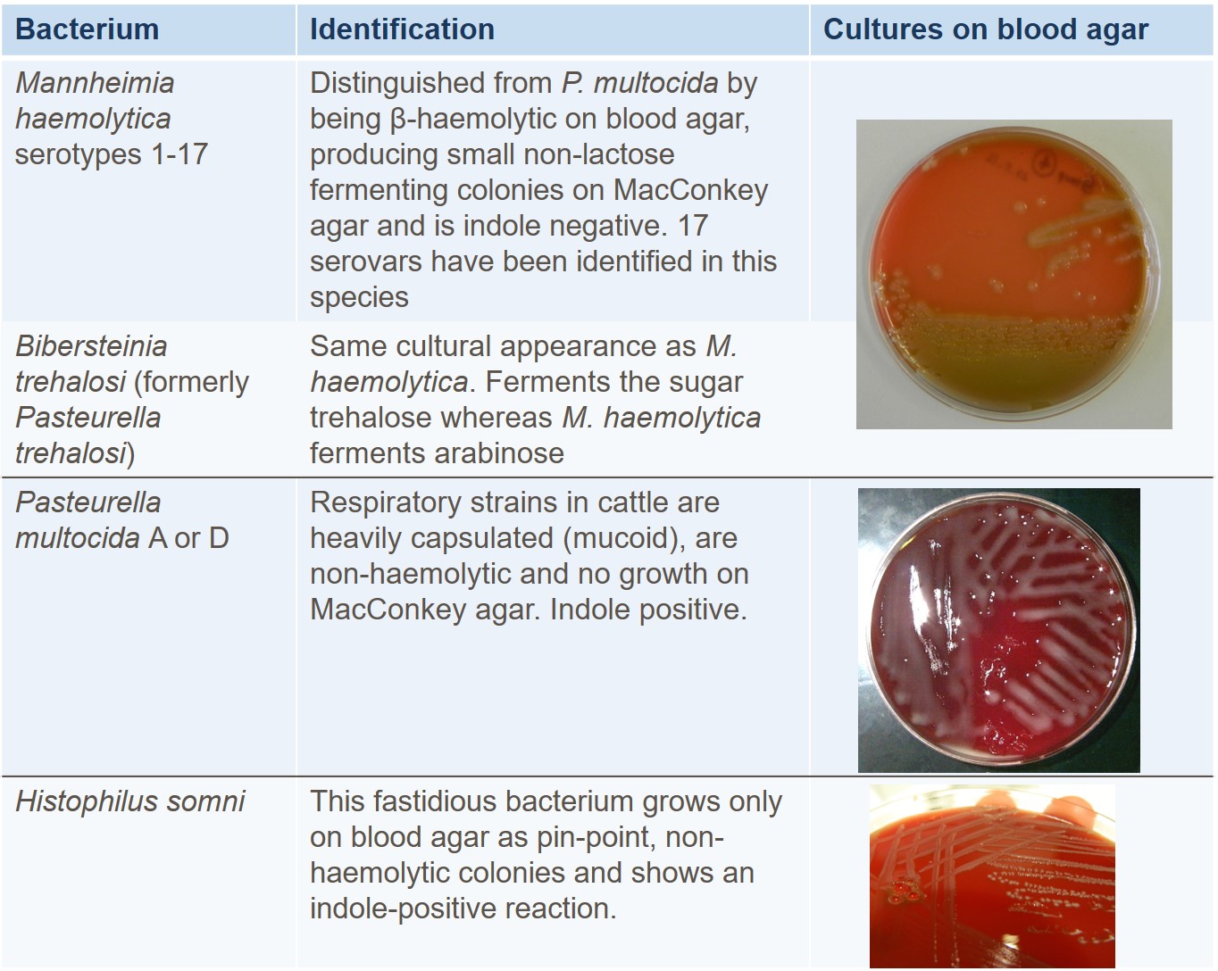Laboratory identification characteristics of the more common bacterial causes of BRD in cattle