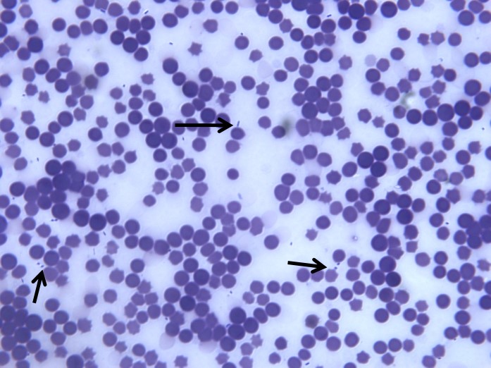 Pasteurella multocida (identified by culture) present in the bloodsmear of an animal suffering from haemorrhagic septicaemia. The black arrows point to some of the bacteria and show in 2 the central pallor.