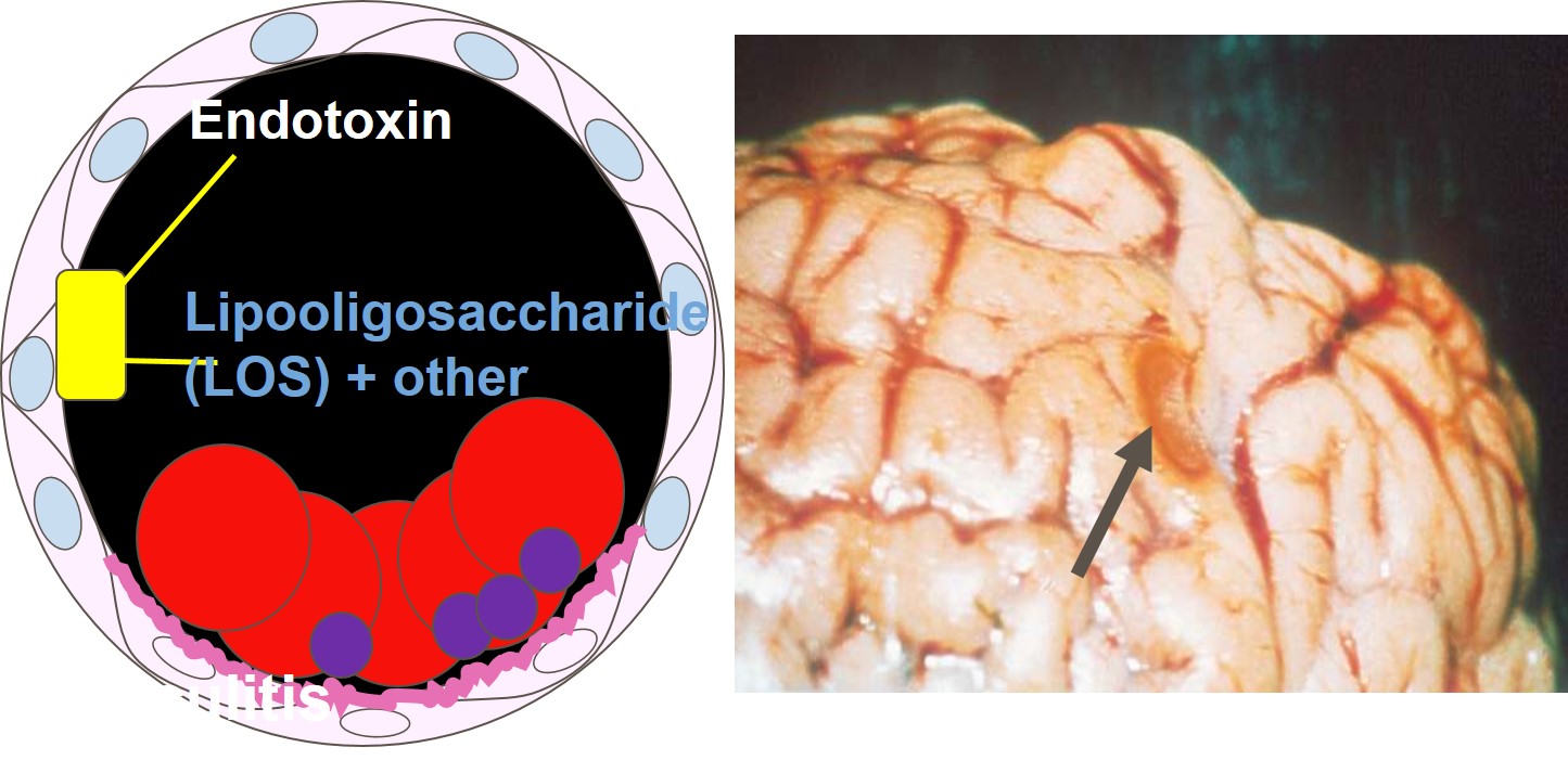Effect of Endotoxin and LOS produced by H. somni on the endothelium of blood vessels, especially those of the brain, causing infarction. The arrow in the picture on the right shows a necrotic lesion in the cerebrum due to infarction