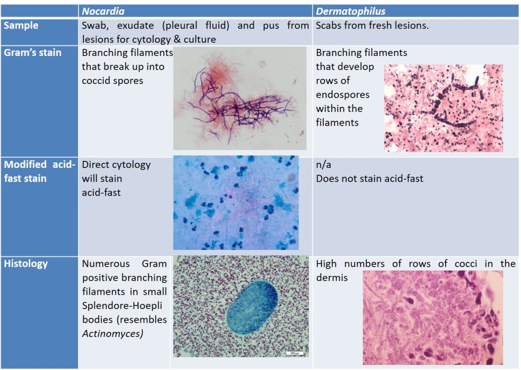 Rattles, Dermatophilosis and Nocardiosis – Bacterial and Fungal ...