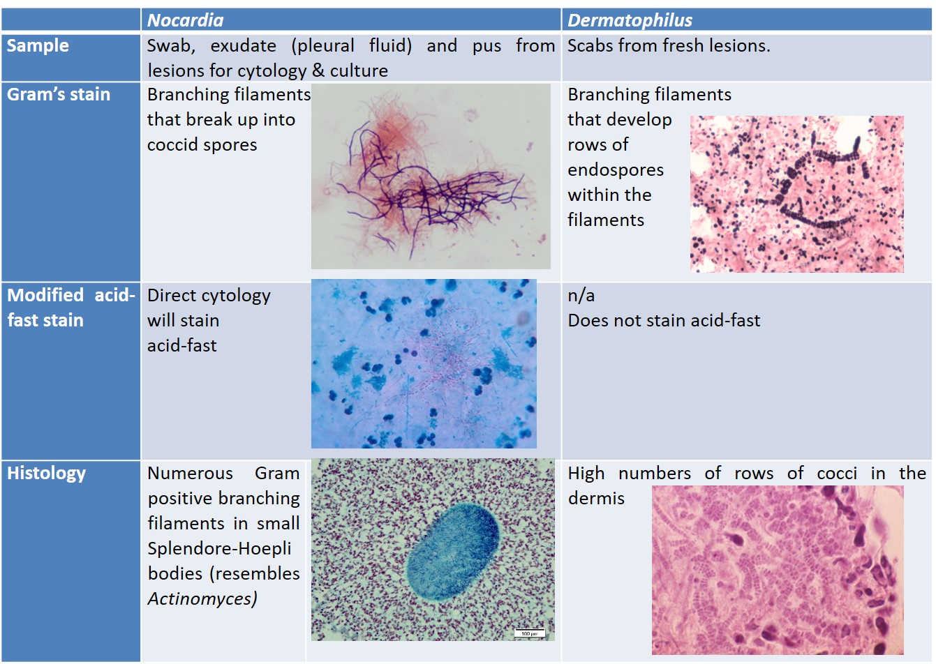 Cytological daignosis of Nocardia and Dermatophilus using bacterial morphology