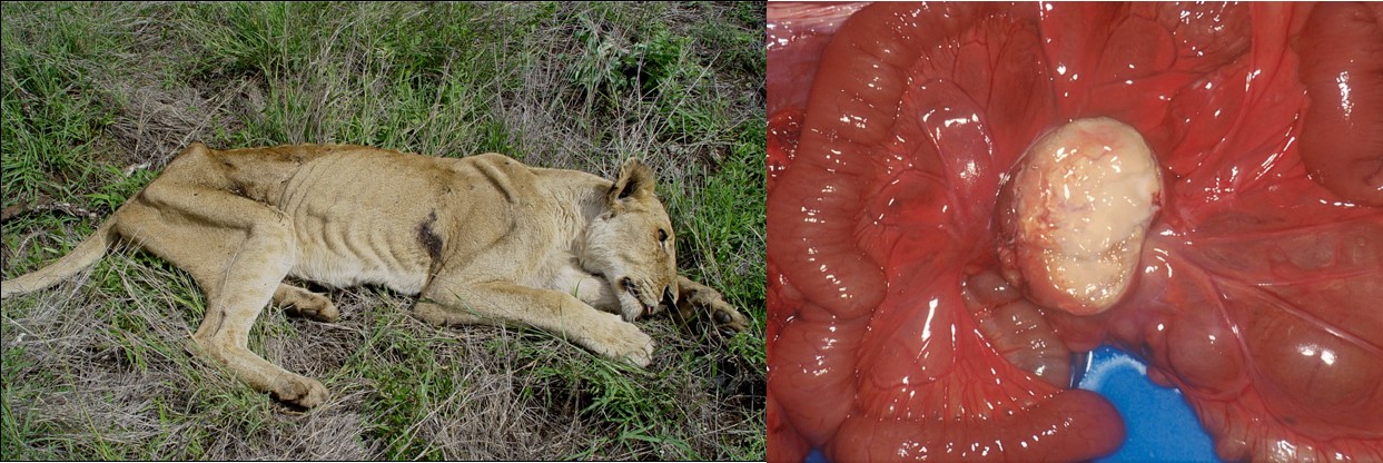 Bovine tuberculosis in a very thin lion. Since the bacterium is usually ingested granulomas are often present in the intestinal tract lymphoid tissue and lymph nodes (shown in the picture)