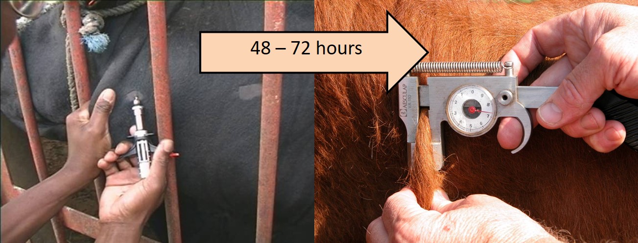 Performing the intradermal test and measuring the inflammatory response 48 to 72 hours later (delayed hypersensitivity response)