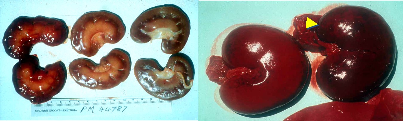 Necrosis of the proximal tubules results in very soft kidneys, which are compared to normal kidneys in the middle in the left picture. Note that this must be seen soon after death as putrefaction of the kidneys can be very similar.