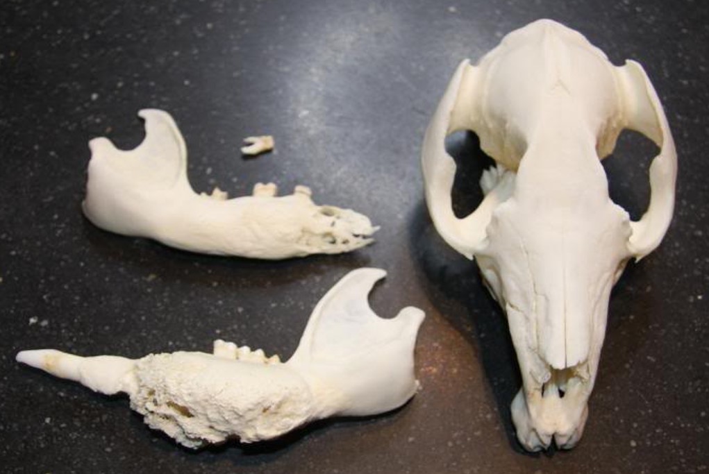 Mandible and of a kangaroo that died from a chronic wasting disease. The mandible is showing evidence of osteomyelitis