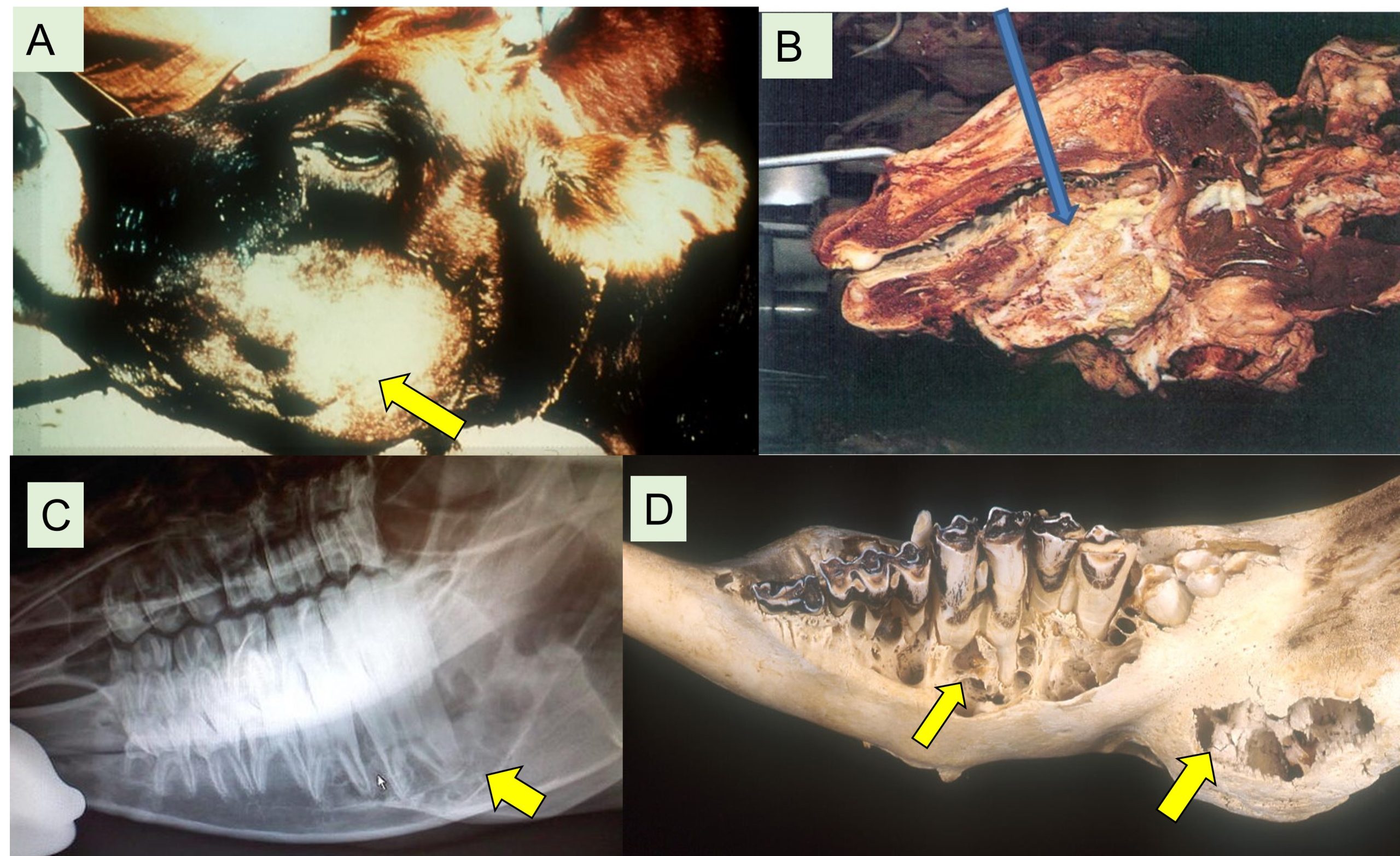 Pictures showing lumpy jaw in bulls