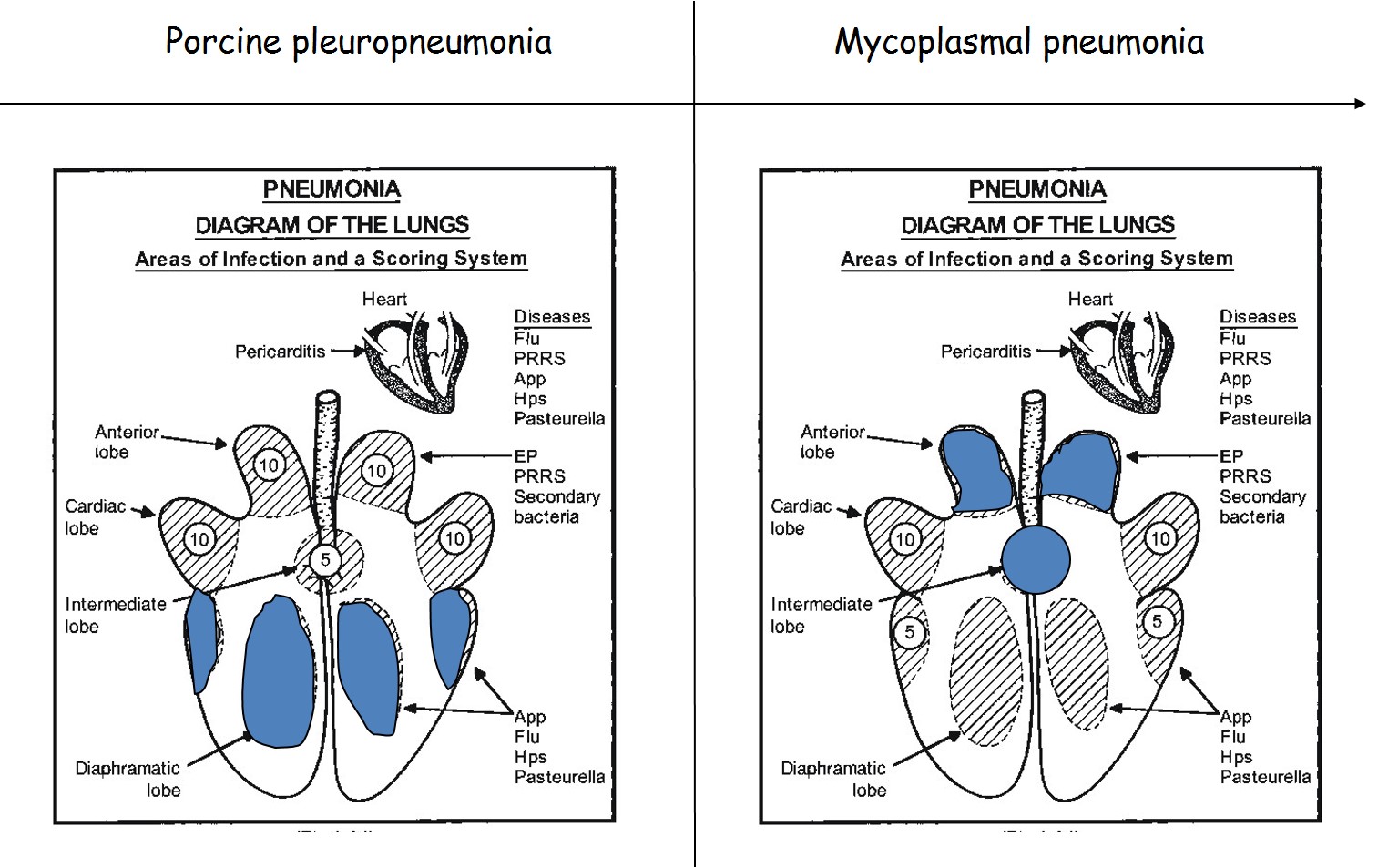 Scoring system of affected lungs, note that lung lesions caused by M. hyopneumoniae and the secondary bacteria will result in a higher score than APP.