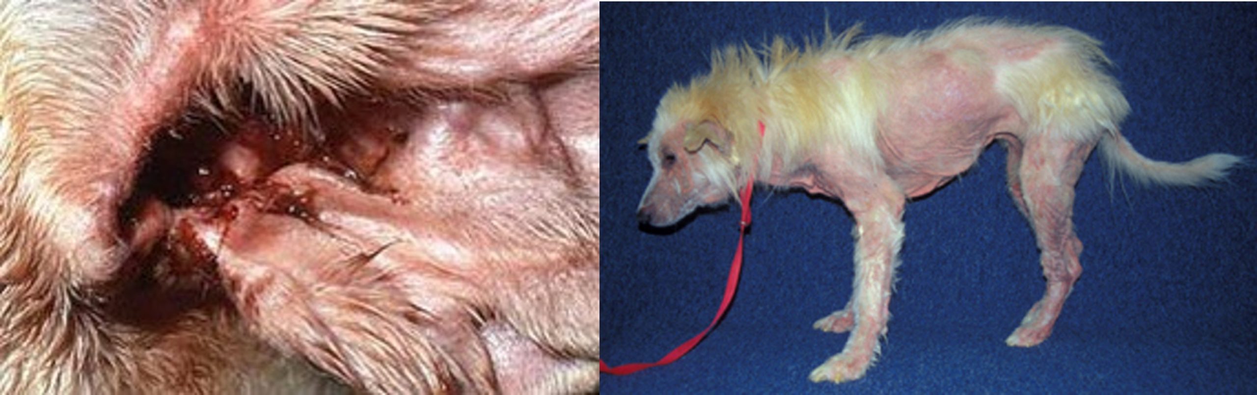 Malassezia pachydermatitis dermatitis. Left picture: Typical brown waxy exudate from a dog suffering from otitis externa, Right picture: A dog with severe generalised dermatitis
