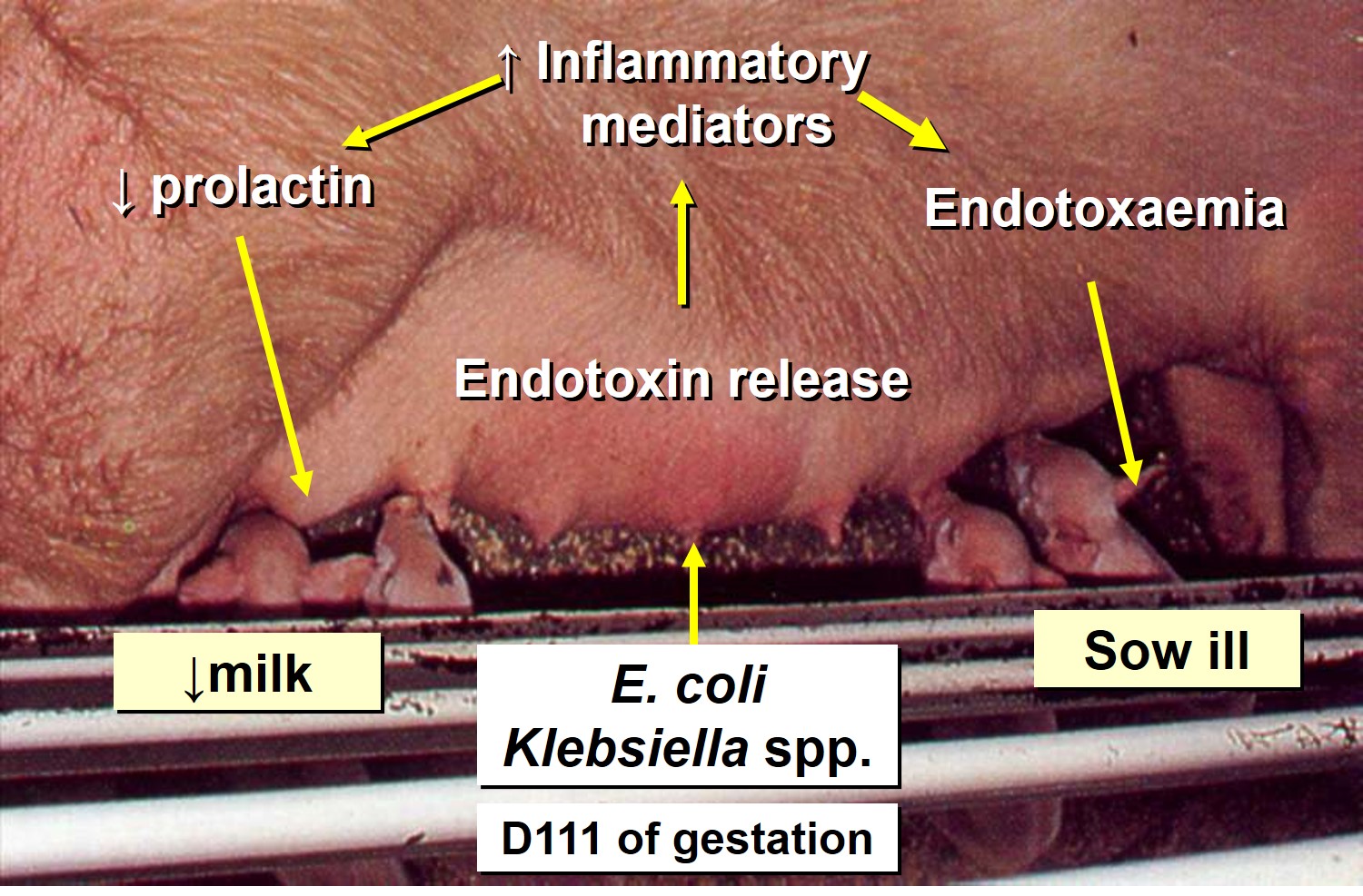 Gram negative mastitis in sows