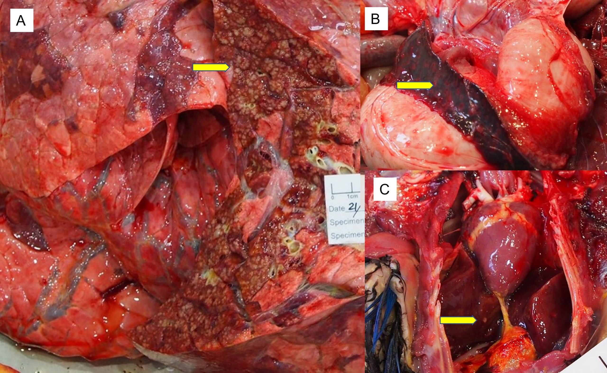 Melioidosis lesions in animals. A: Multiple granulomas within the lung of a cow (Jim Taylor), B: Multiple granulomas in the spleen of a koala (Jenni Scott); C: Multiple granulomas in teh liver of a parrot (Jenni Scott). JCU Veterinary Pathology